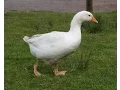 What Do Geese Eat