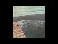 Aşk Köpeği - Salman Tin