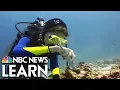 The Impact of Ocean Acidification on Coral Reefs