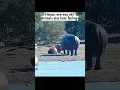 Download Lagu This hippo saved a lion from dying 😯 | Animals also have feelings 🥺 #shorts