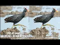 Download Lagu S̄eīyng nk kị̀ Suara pikat burung ayam ayaman/watercock bird suond call. 30 menit.