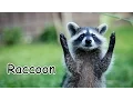 Animals of North America Voices and sounds