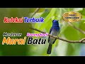 Download Lagu Masteran Murai Batu || Kumpulan Burung Kecil Idola Para Juri Masterpiece Arena || Durasi Panjang