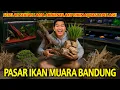 Download Lagu BIKIN AQUASCAPE LANGSUNG DARI PASAR IKAN MUARA BANDUNG! SETELAH SEKIAN LAMA KITA BIKIN LAGI! PART 1!