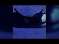 RIN - Dior 2001 (Iso Trance Edit)
