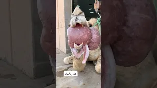 لهاة هدارة جمل 