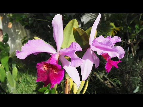 Download MP3 Cattleya 'Voltaire' - Orchideen erfolgreich pflegen