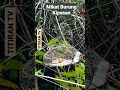 Download Lagu Mikat Burung Kipasan