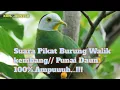 Download Lagu Suara pikat Burung walik kembang//Utun