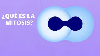 ¿Qué es la mitosis?