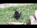 Download Lagu Mangabey Monkeys in Swat Zoo 