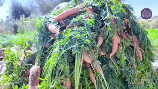 مزارعون في قرية الطواز يقاومون قسوة الطبيعة والمناخ