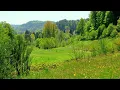 Black Forest Meadow ASMR 4K | Peaceful Birdsong for Relaxation & Focus (45 Min)
