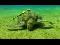 Relaxing Guitar Music, Calming Music, Relaxation Music, Guitar Music, Sleep Music, Study Music ☯3562