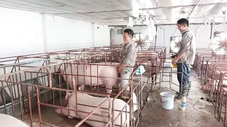 its an indescribable feeling when youre mating pigs directly for the first time
