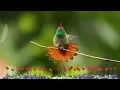 Download Lagu Suara Burung KOLIBRI Gacor Ocehan Si Master Kicau