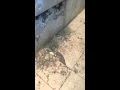 Grout worms in shower