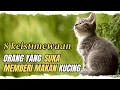 Download Lagu Keajiban memberi makan kucing!! 8keistimewaan suka memberi makan kucing
