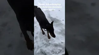 TBT to wintering with these two nuts . #fyp #vlog #pets #doberman #dream