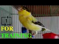 Download Lagu For training Canary singing, (Russian singer canary singing) Canto de canario, bird sounds