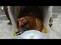 For those wondering, "My broody hen is 21 days old and no chicks have hatched, what should I do?"...