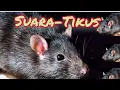 Download Lagu Suara pikat tikus serem