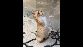Cat salute memes template