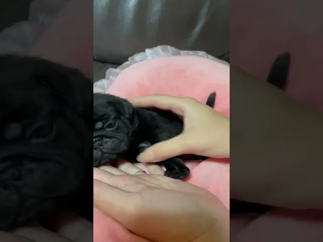 動画