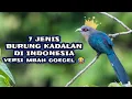 Download Lagu 7 Jenis burung Kadalan diindonesia versi nuk ndeso 😎