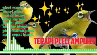 Download BARU !! TERAPI AIR PLECI NGERIWIK BERJAMAH, agar pleci cepat bongkar isian MP3