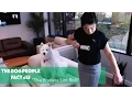 The Dog People Facts The Endless Lint Roll Rover com