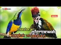 Download Lagu MASTERAN PALING MEWAH || CUNGKOK  vs PELATUK BAWANG