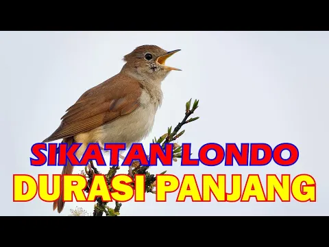 Download MP3 suara burung sikatan Londo jernih durasi 2 jam masteran burung paling ampuh dari masa ke masa