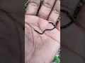 Guess Snake or worm
