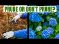 Hydrangea Pruning Mistakes No Blooms If You Don t Follow This Rule