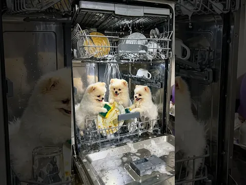 Lulu foi lavar os pratos na lava-louças 🐶🧼🍽️
