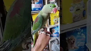 ببغاء الكسندر او درة الأمريكي أكبر اكولي حجما من محل الاخ محمد دندنها