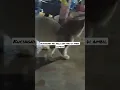 Lagu #vlogfreektp #kalbar #short #cats #catsviral #kucing #anakkucing #lucu #imunewhatsapp