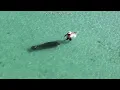 Poor guy got scared the Manatee I mean was taken yesterday near St Pete Beach in Florida