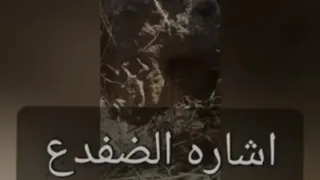 تحليل إشارة الضفدع 