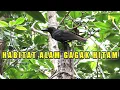 Lagu Burung Gagak Hitam Di Alam Liar
