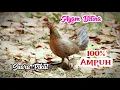 Download Lagu Pancingan Ayam betina paling bagus #kicaumania #ayamhutan #ayamhutanbetina