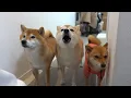 もう我慢の限界！柴犬が揃って怒りの猛抗議⁉︎クレーム処理する事態に。。
