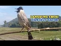 Lagu Suara Burung KUTILANG GACOR Emosi Menekan Lawan Bikin Kutilang Lain Emosi dan Ikut GACOR.