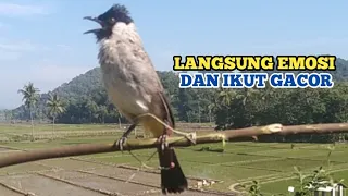 Download Suara Burung KUTILANG GACOR Emosi Menekan Lawan Bikin Kutilang Lain Emosi dan Ikut GACOR. MP3