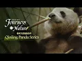Download Lagu Qinling Panda Series Ep. 1: The 'bamboo cuisine' endorsed by pandas