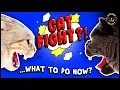 Download Lagu How to Deal with Cat Fights