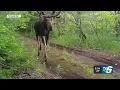 U P moose population changes