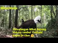 Download Lagu PETUALANGAN MIKAT BURUNG VOKSAY JAMBUL THAILAND  \u0026 PANCA WARNA ‼️Dapat 24 Ekor #jombapetualang