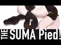 THE SUMA PIED - A Morphs 101 Special